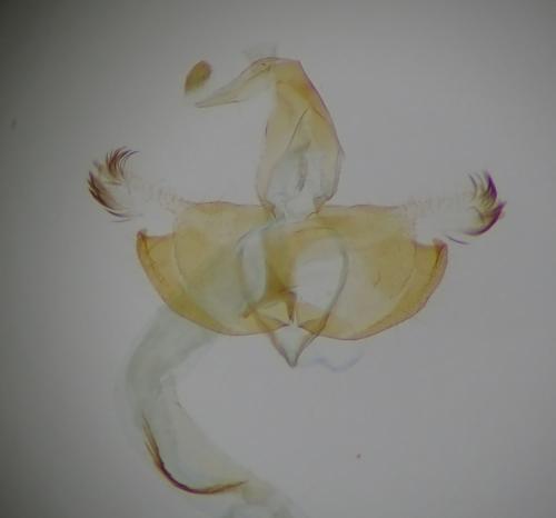 Coleophora alcyonipennella